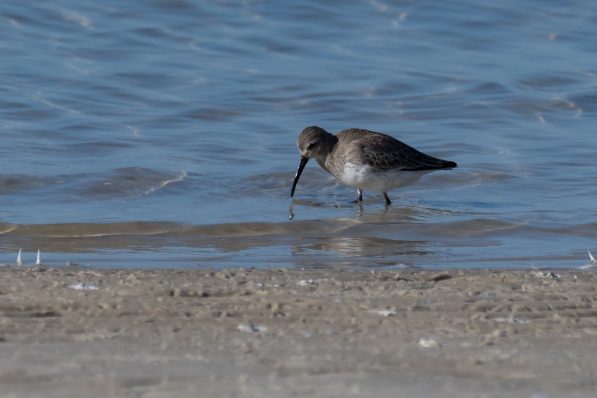 Dunlin - ML529934621