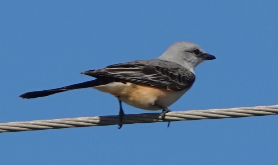 Scissor-tailed Flycatcher - ML529934751