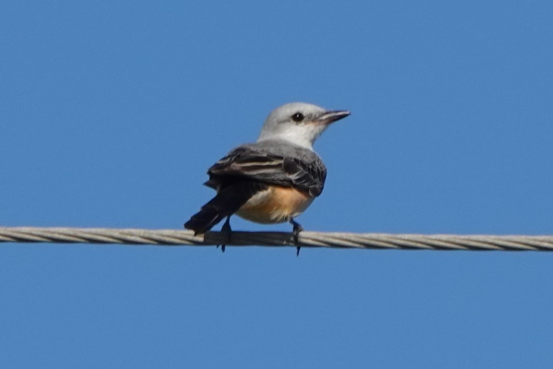 Scissor-tailed Flycatcher - ML529934761