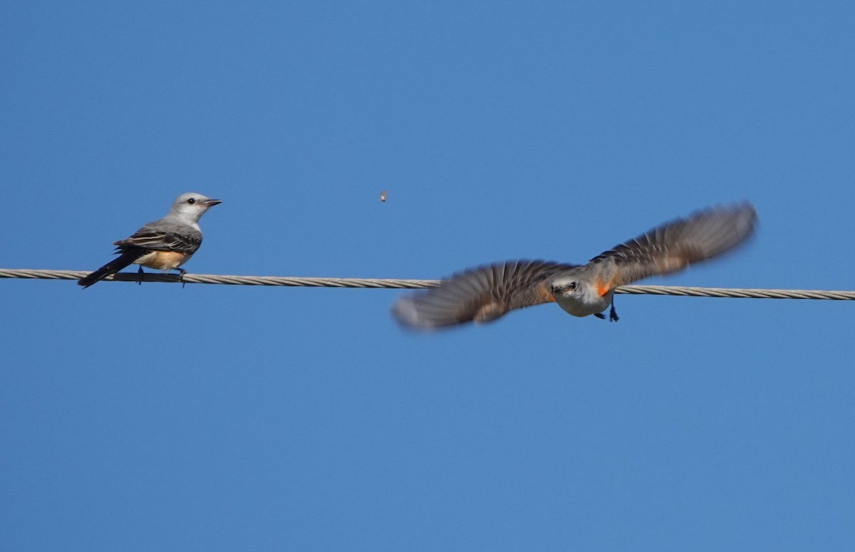 Scissor-tailed Flycatcher - ML529934771