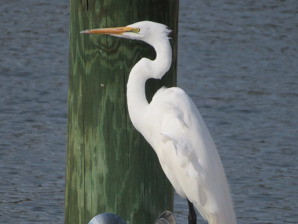Great Egret (American) - ML529934801