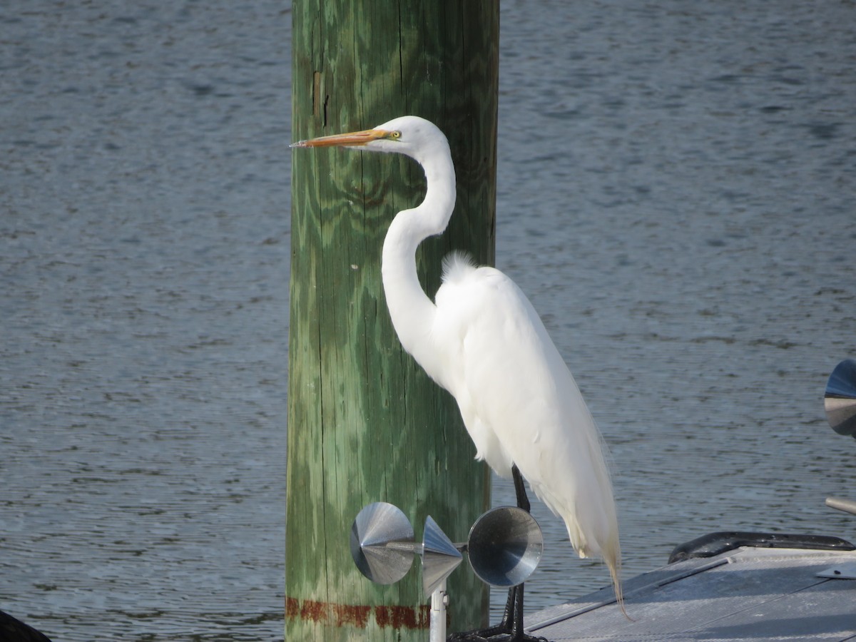 Great Egret (American) - ML529934811