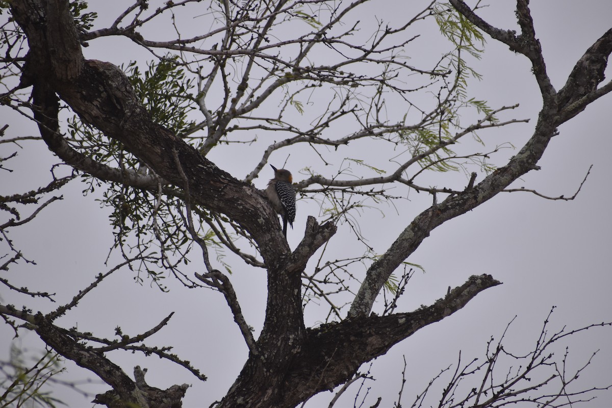Golden-fronted Woodpecker - ML529935131