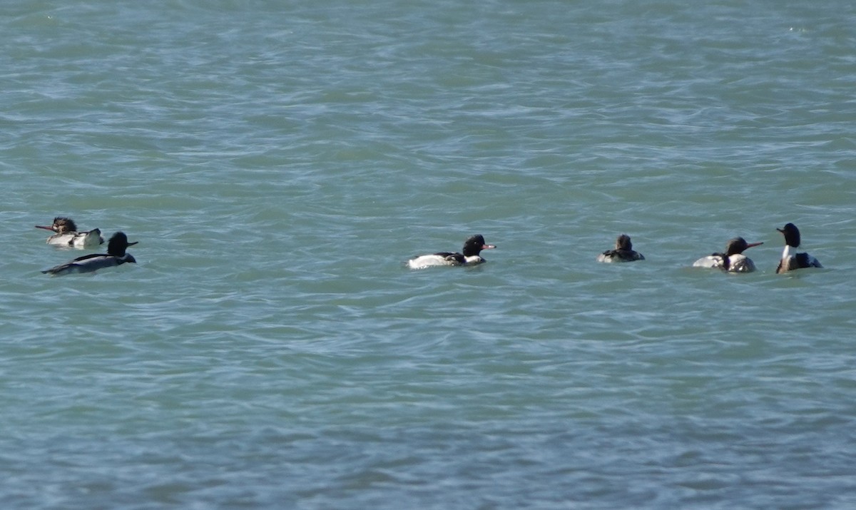 Red-breasted Merganser - ML529935211