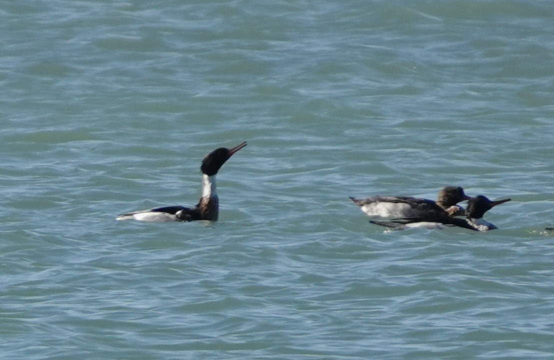 Red-breasted Merganser - ML529935221