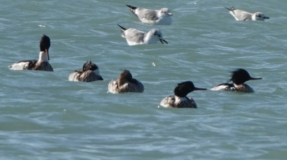 Red-breasted Merganser - ML529935231