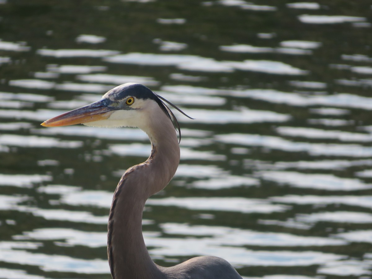 Great Blue Heron - ML529935701