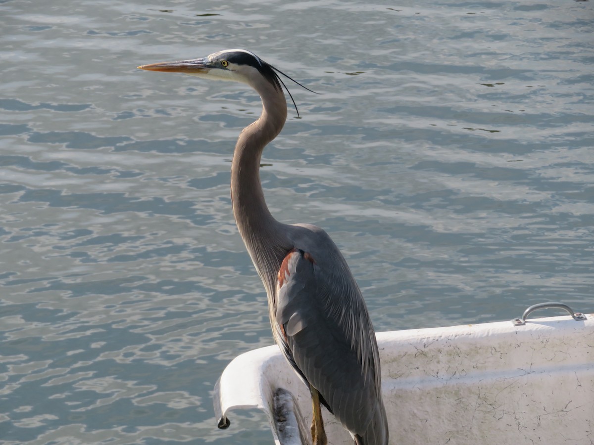Great Blue Heron - ML529935711