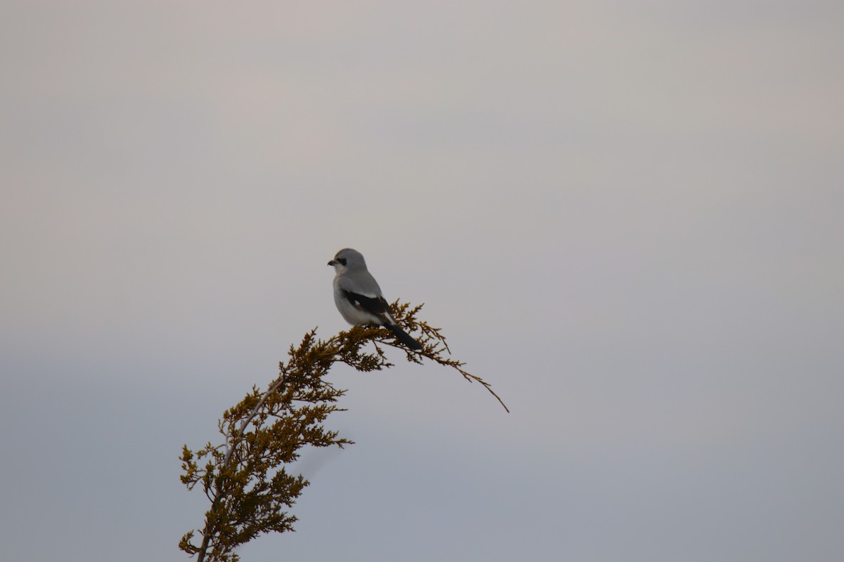 Northern Shrike - Sharon Blichfeldt