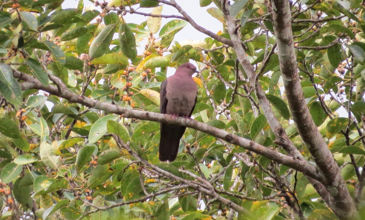 Short-billed Pigeon - ML52993871