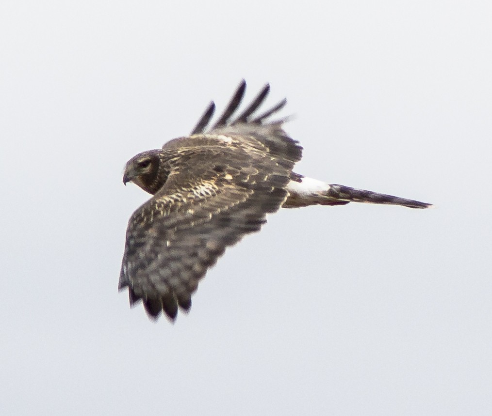 Northern Harrier - ML52994101