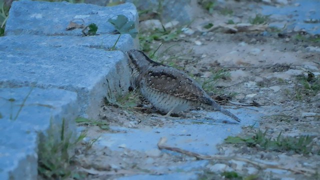 Eurasian Wryneck - ML529941191