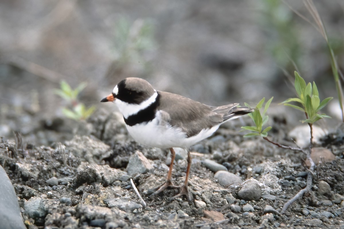 Semipalmated Plover - ML529943021
