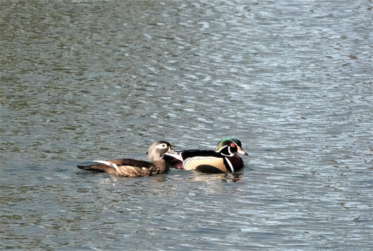 Wood Duck - ML529944911