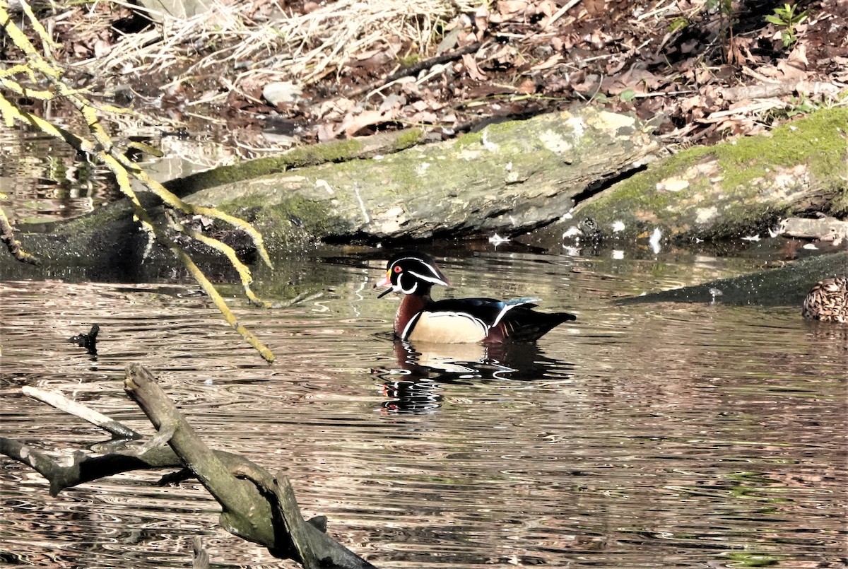 Wood Duck - ML529944921