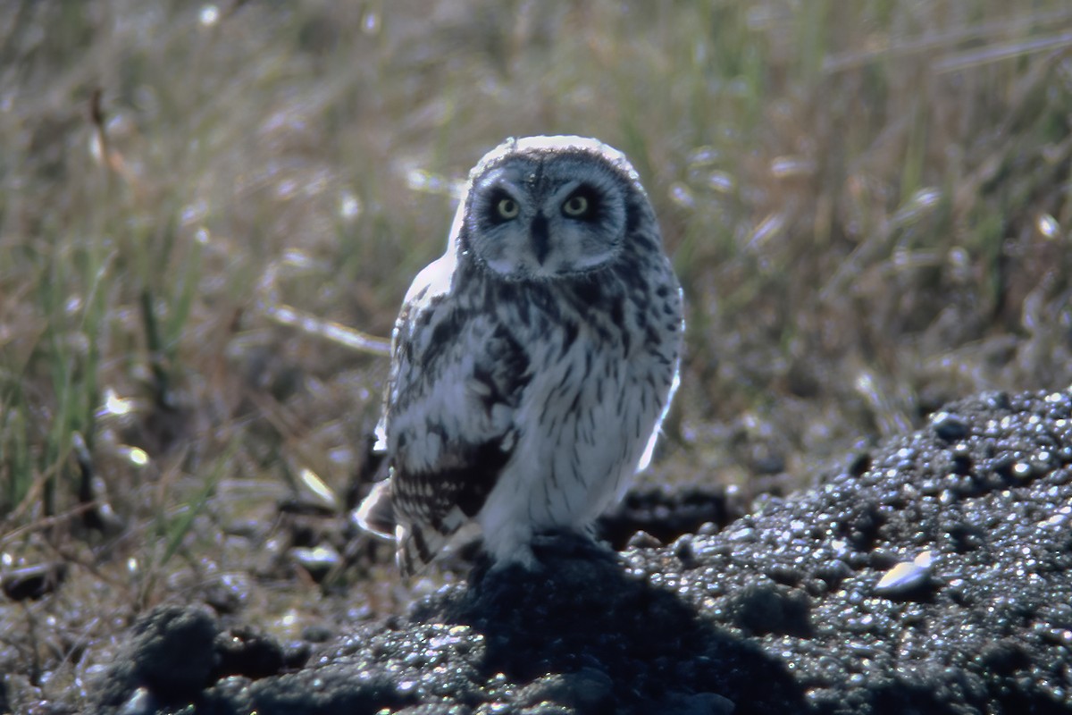Short-eared Owl - ML529945921