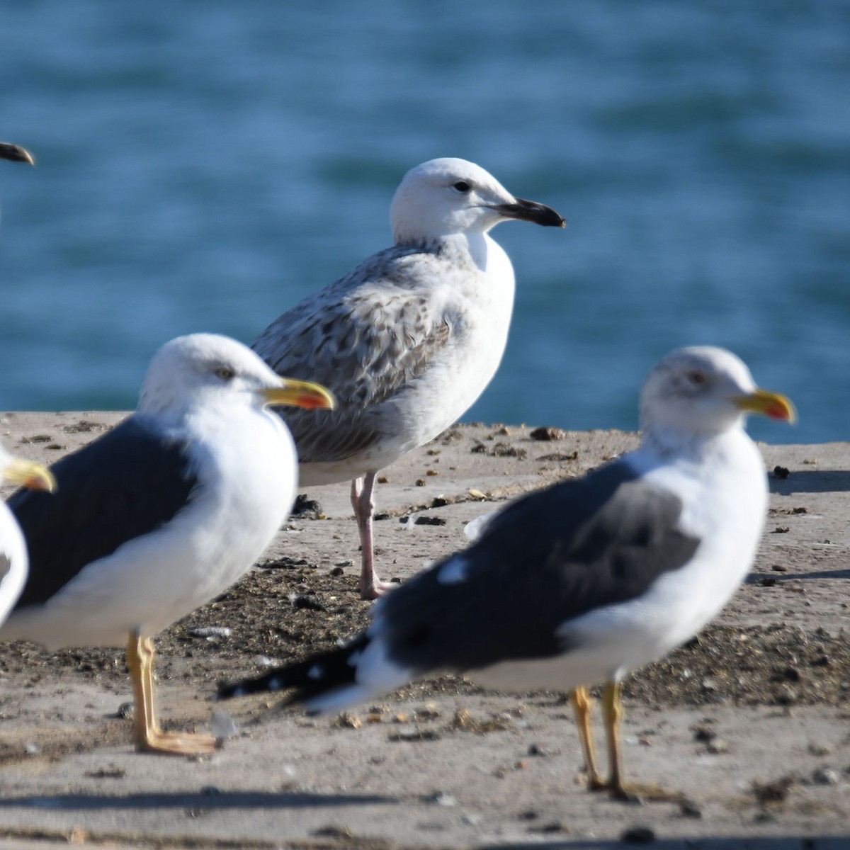 Caspian Gull - ML529946731