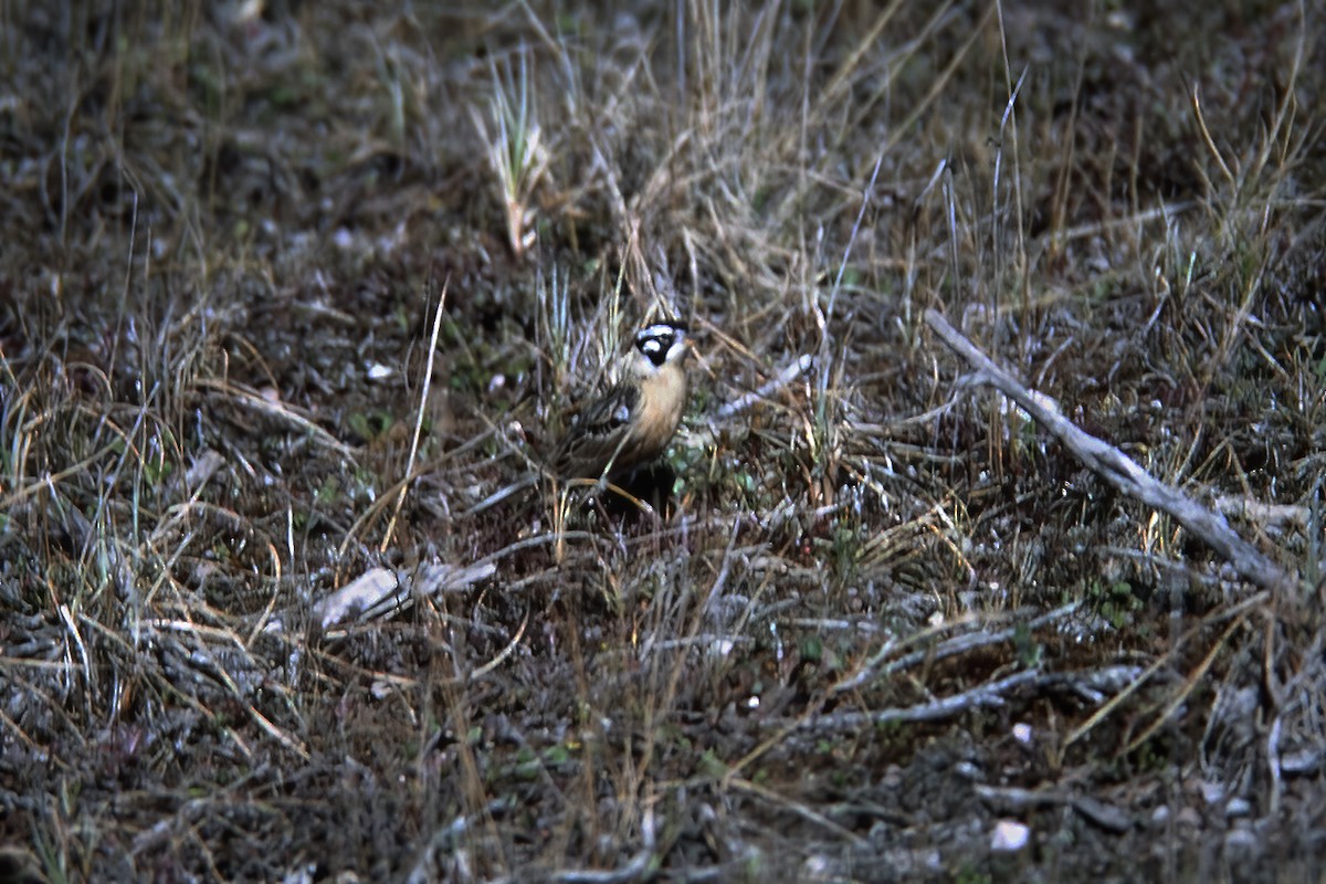 Smith's Longspur - ML529947001