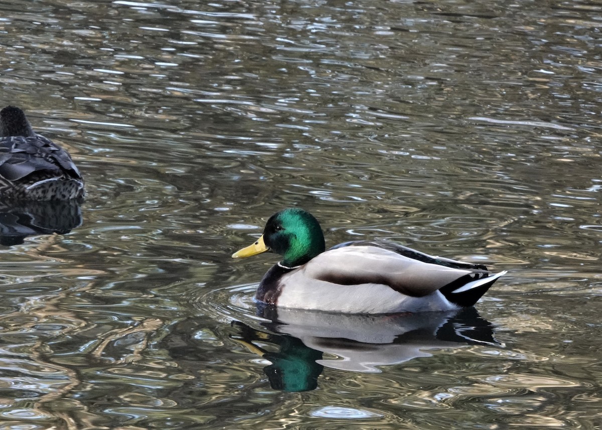 Mallard - ML529947631