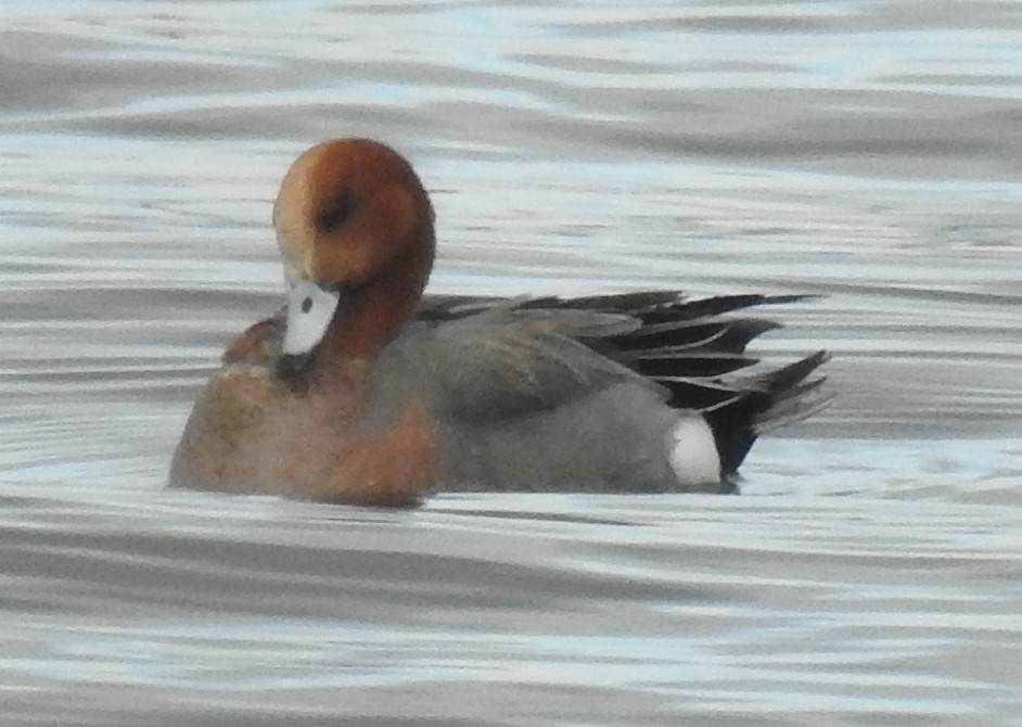 Eurasian Wigeon - ML52994811