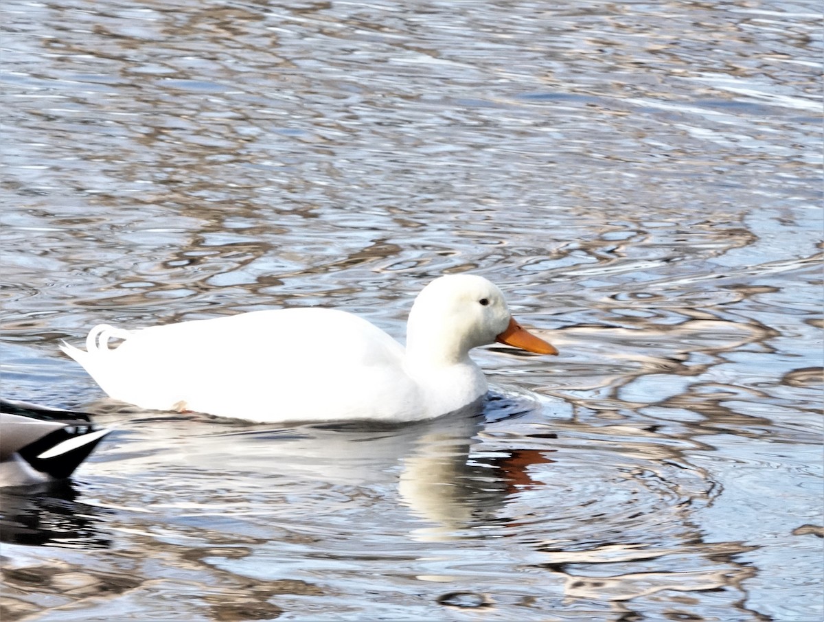 Mallard (Domestic type) - ML529948171