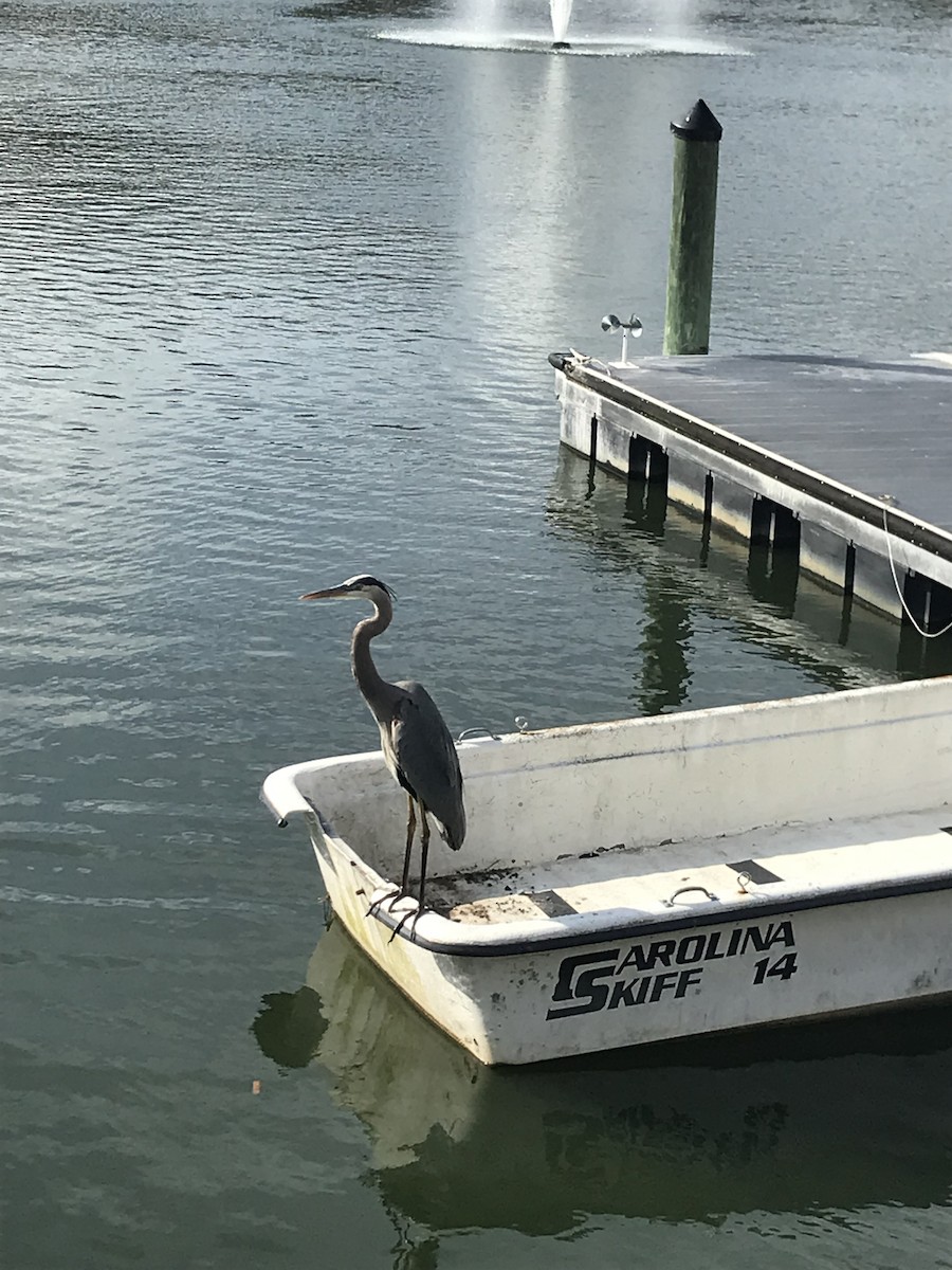 Great Blue Heron - ML529948361