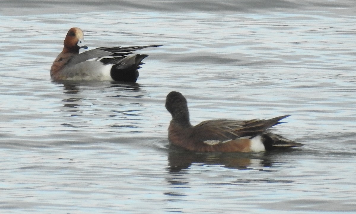 Eurasian Wigeon - ML52994841