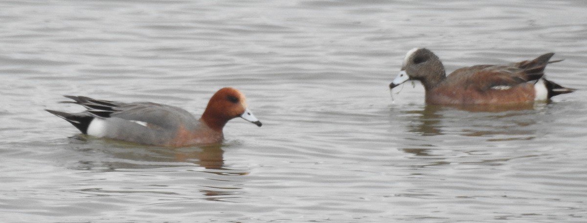 Eurasian Wigeon - ML52994851