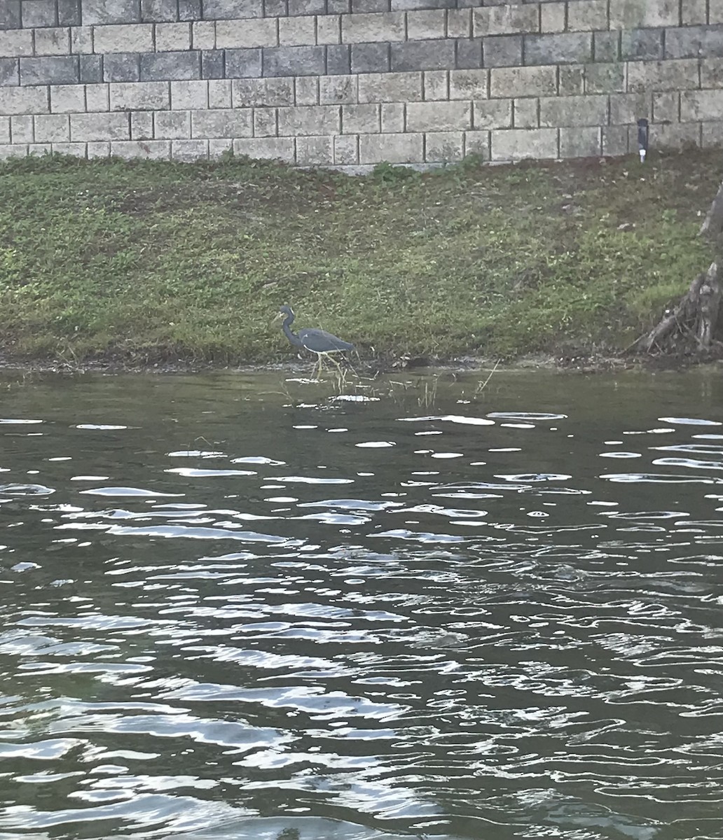 Tricolored Heron - ML529948741