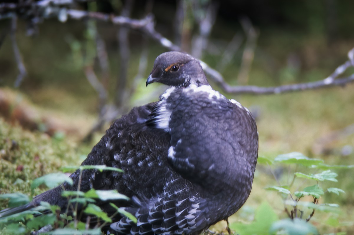 Sooty Grouse - ML529949141