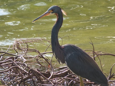 Tricolored Heron - ML529949361