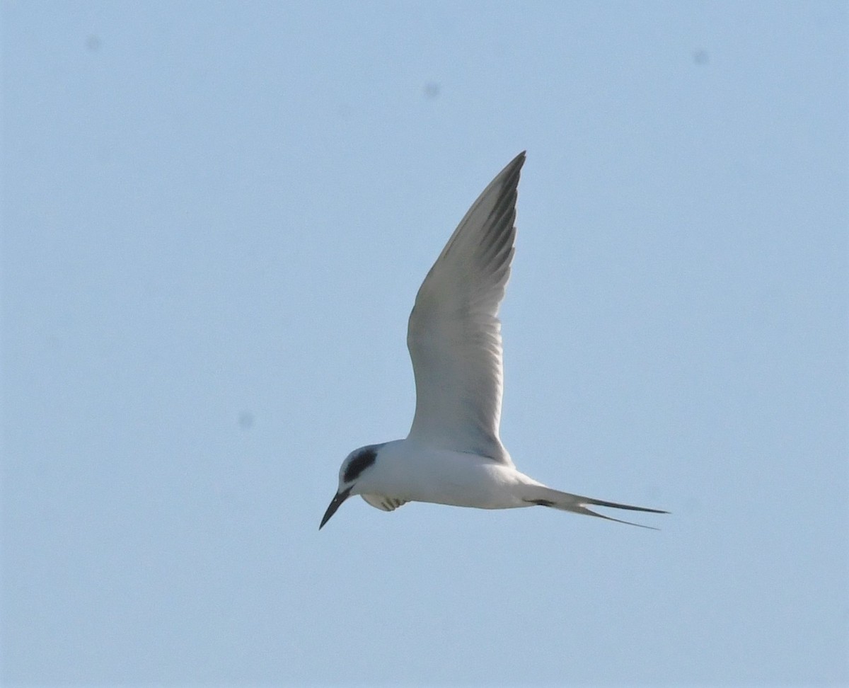 Forster's Tern - ML529949381