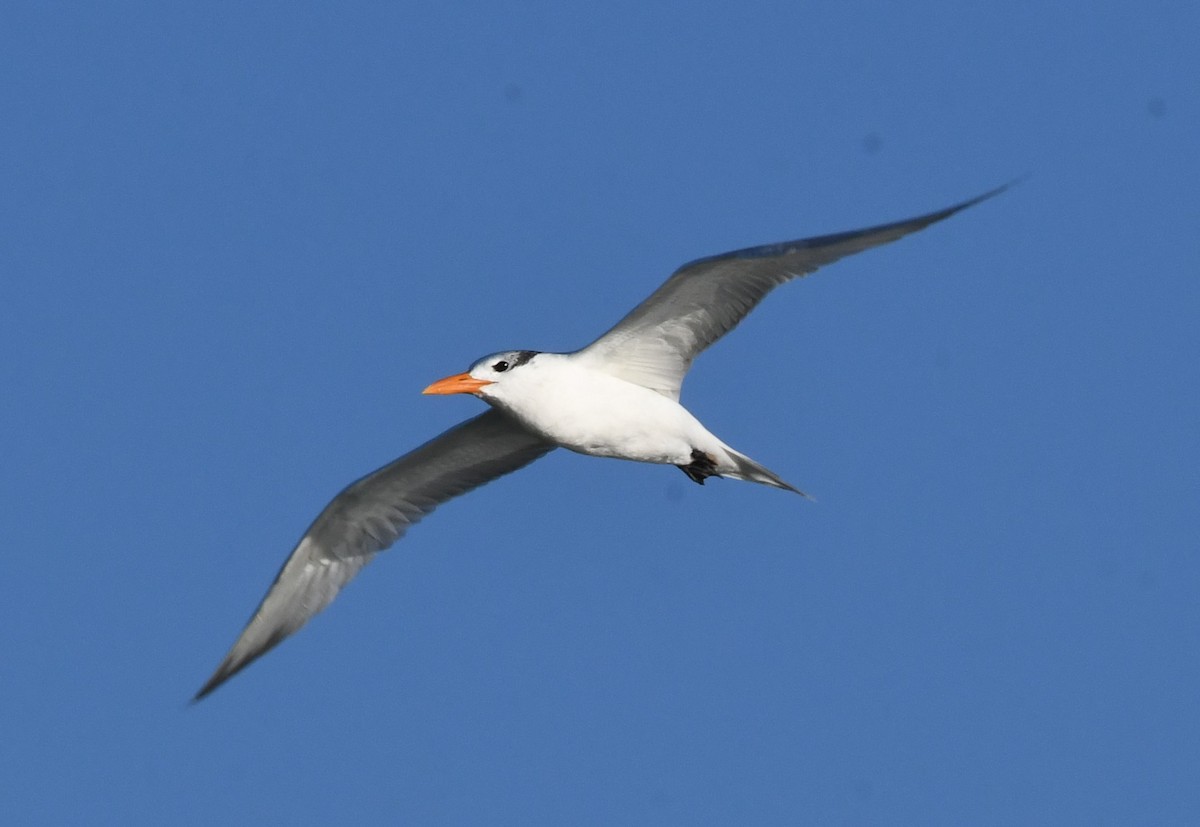 Royal Tern - David True