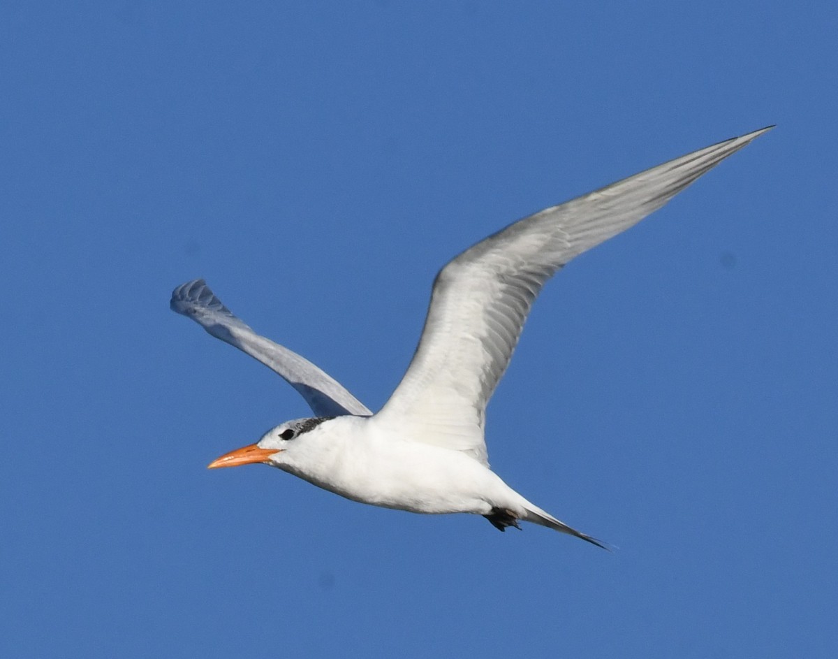 Royal Tern - David True