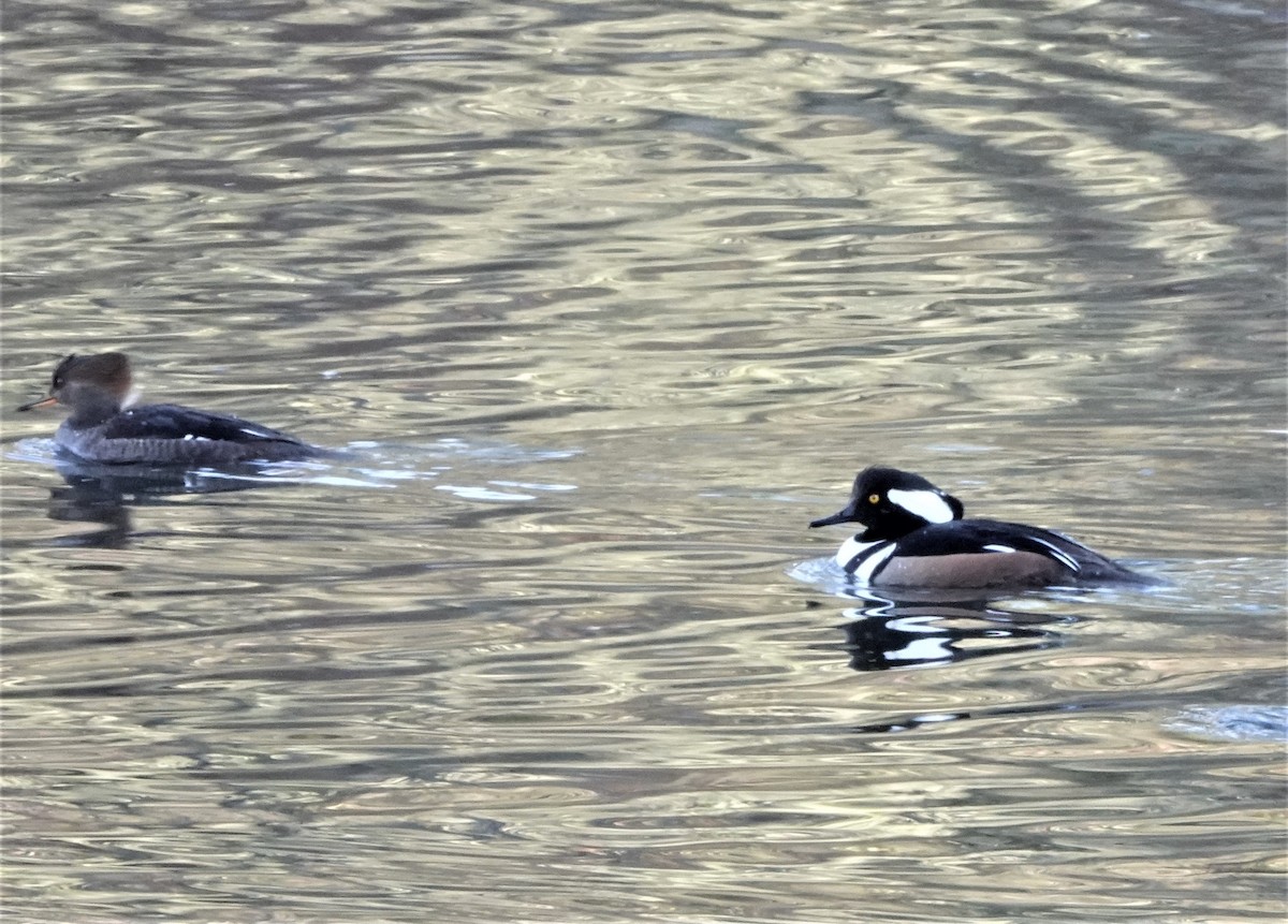 Hooded Merganser - ML529950671