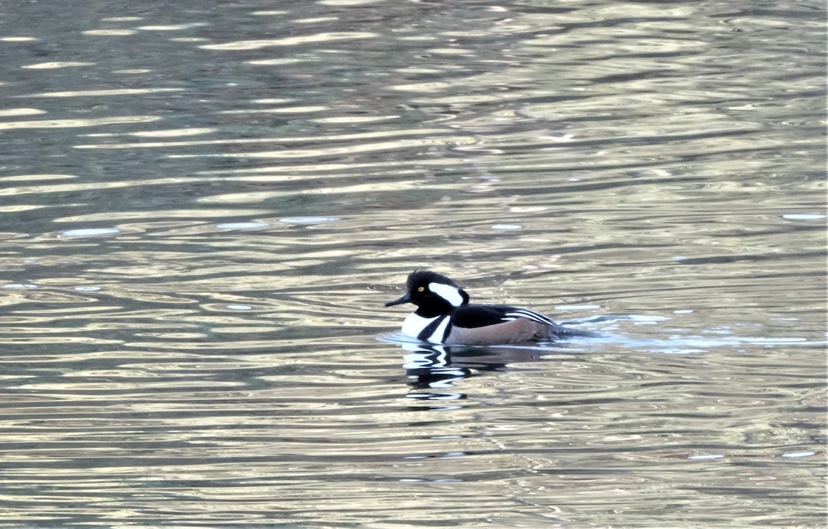 Hooded Merganser - ML529950691