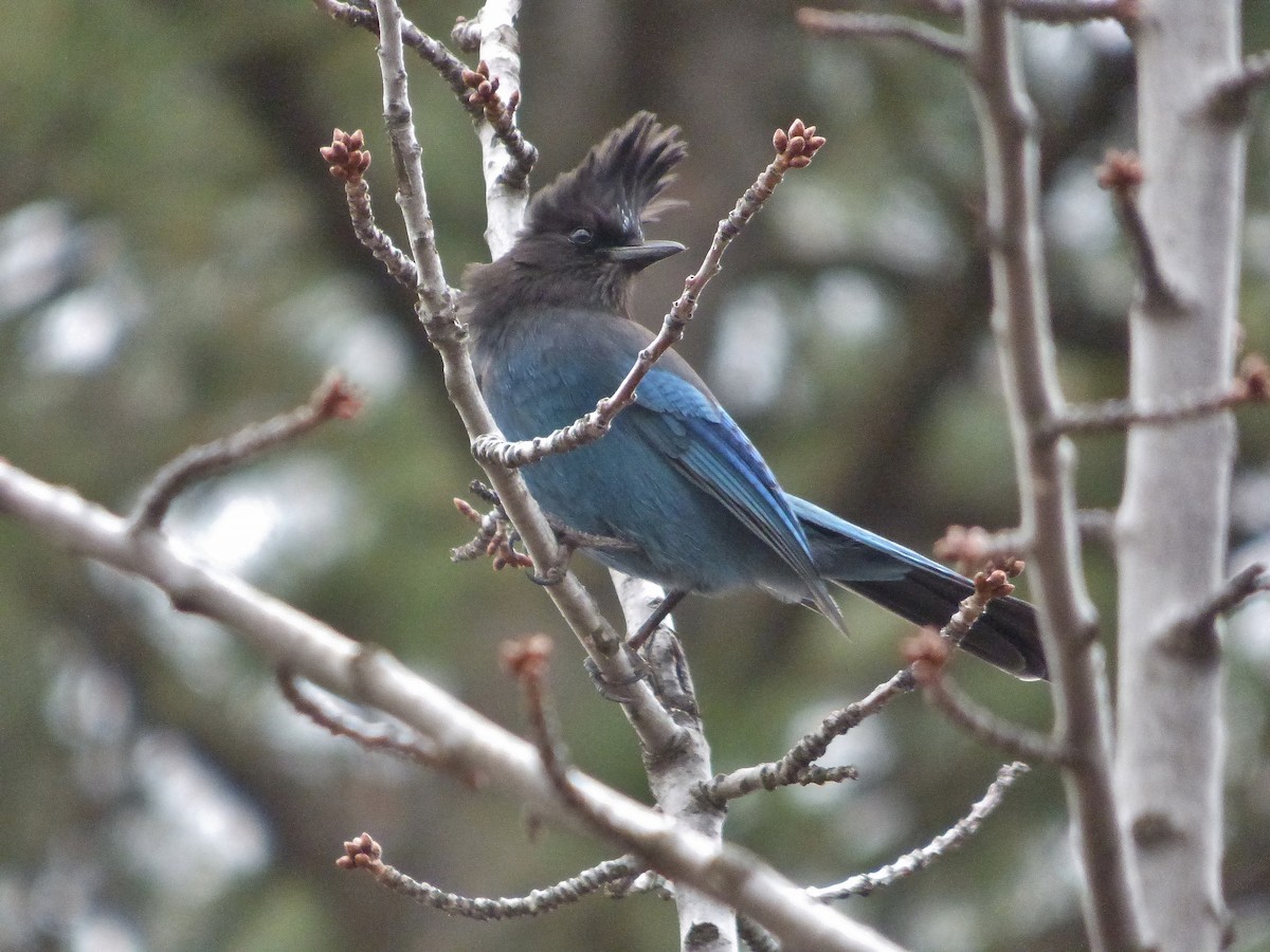 Steller's Jay - Craig Johnson