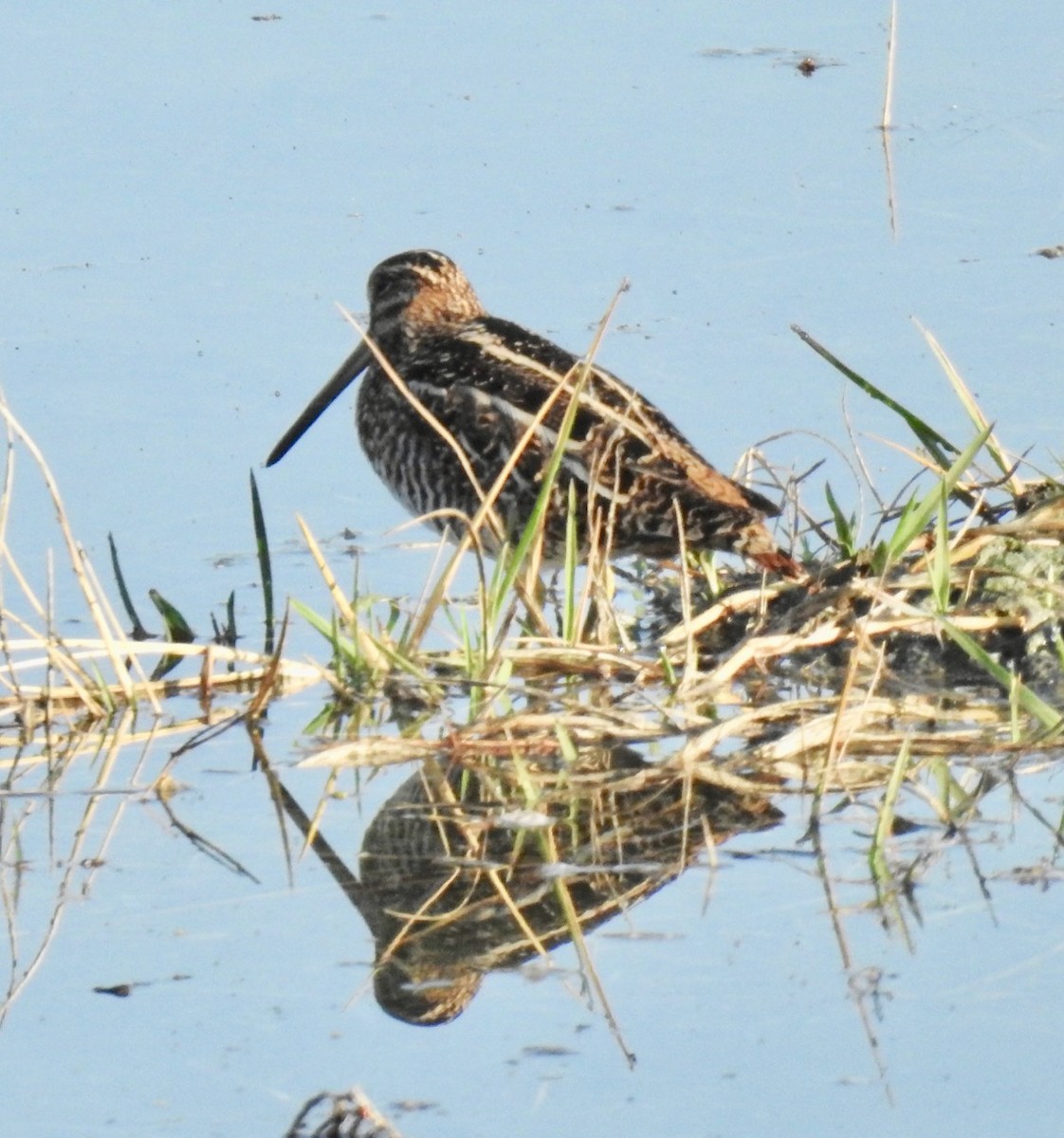 Wilson's Snipe - ML529952001