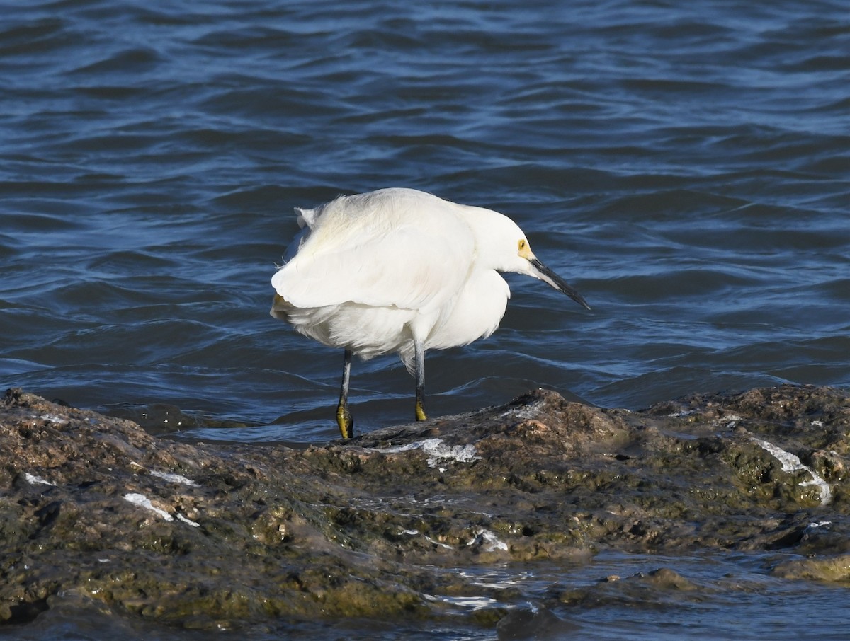 Snowy Egret - ML529952331