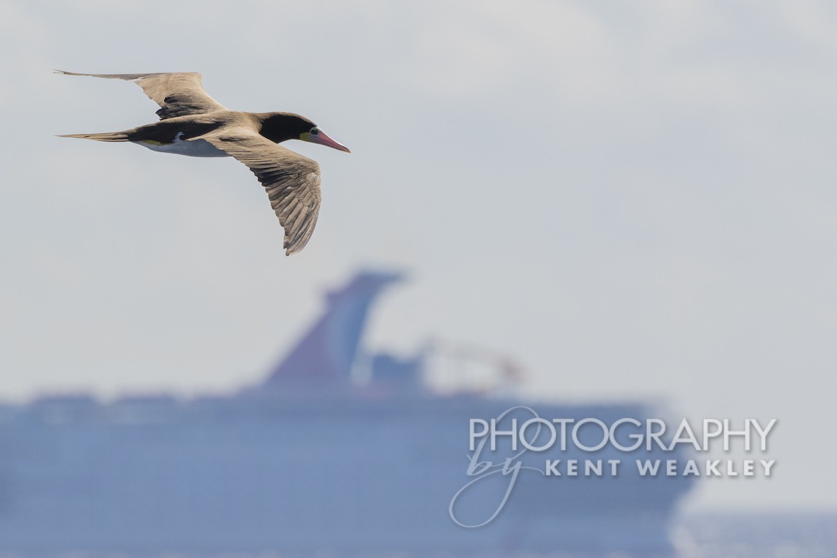 Brown Booby (Atlantic) - ML529953271