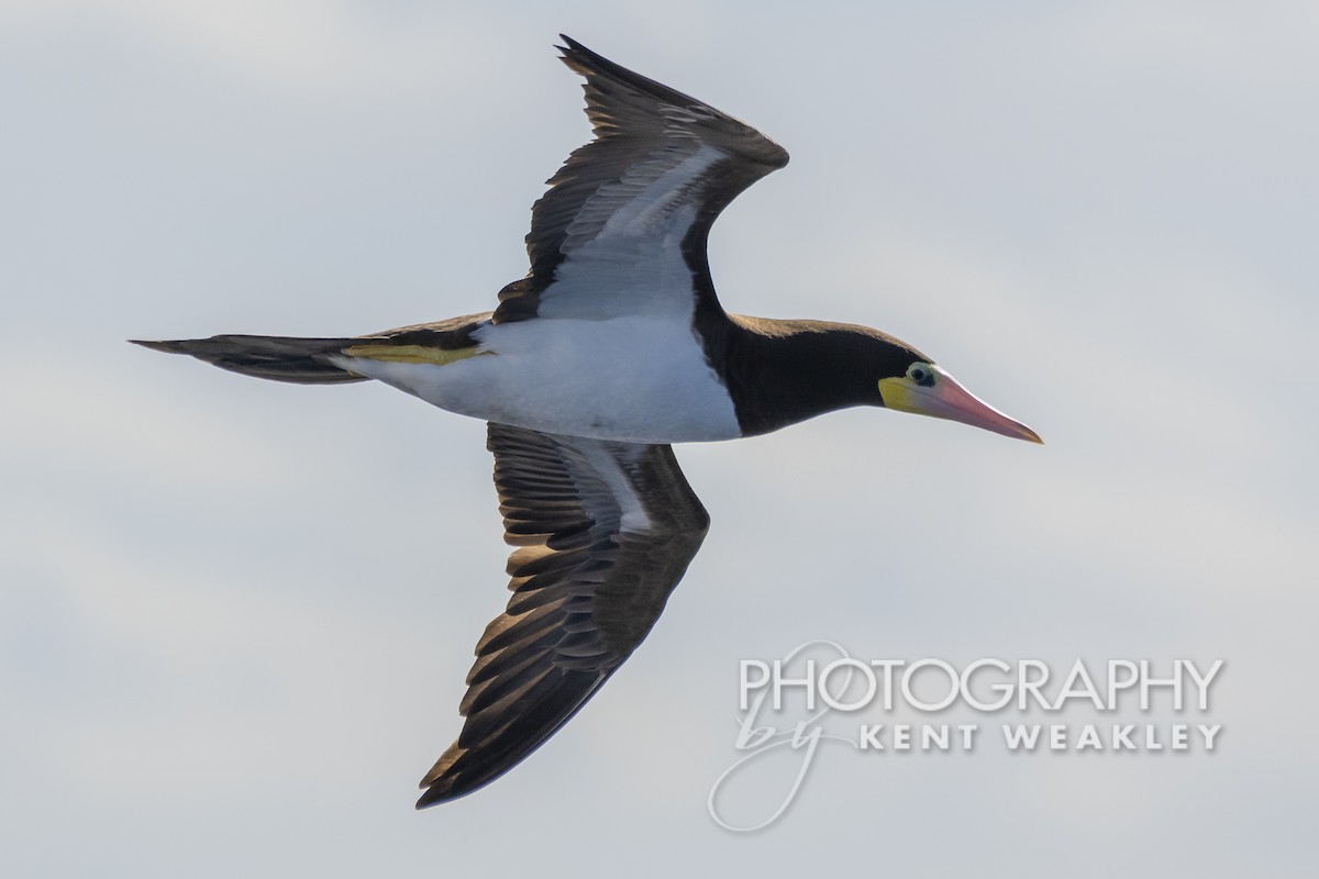 Brown Booby (Atlantic) - ML529953281