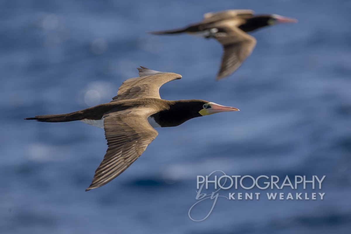 Brown Booby (Atlantic) - ML529953291