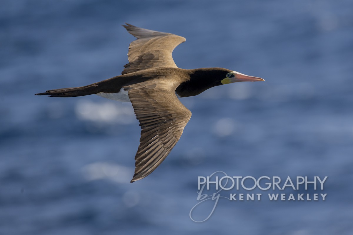 Brown Booby (Atlantic) - Kent Weakley