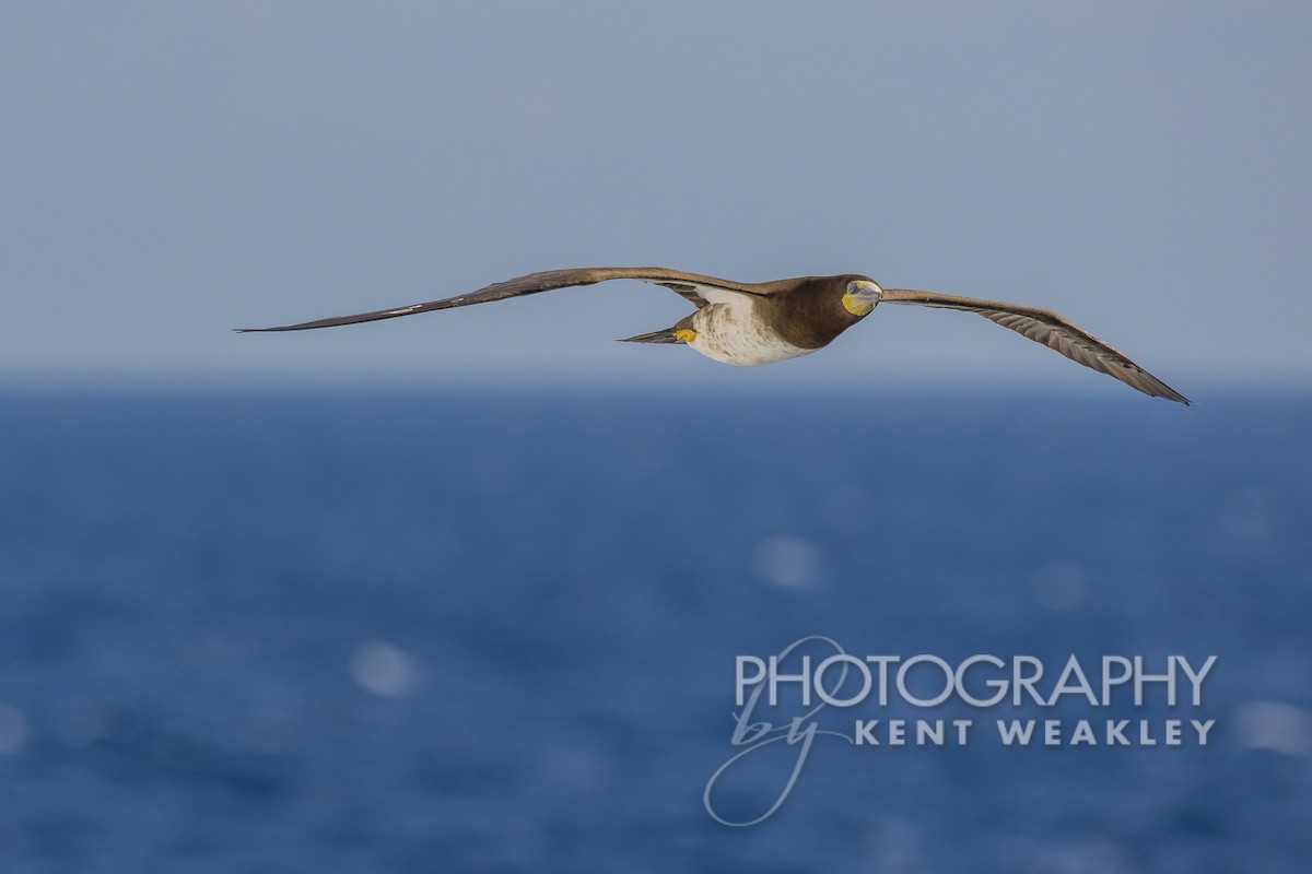 Brown Booby (Atlantic) - ML529953311