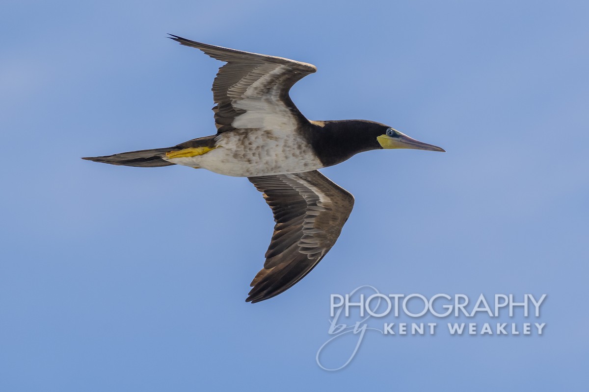 Brown Booby (Atlantic) - ML529953321