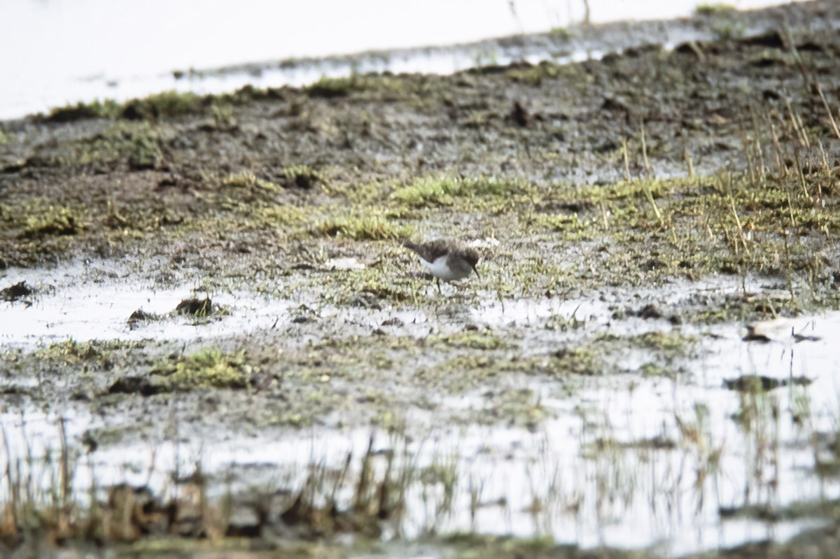 Temminck's Stint - ML529953911