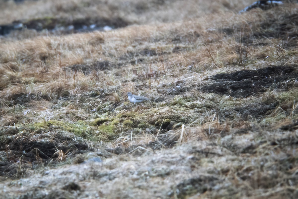 Terek Sandpiper - ML529954031