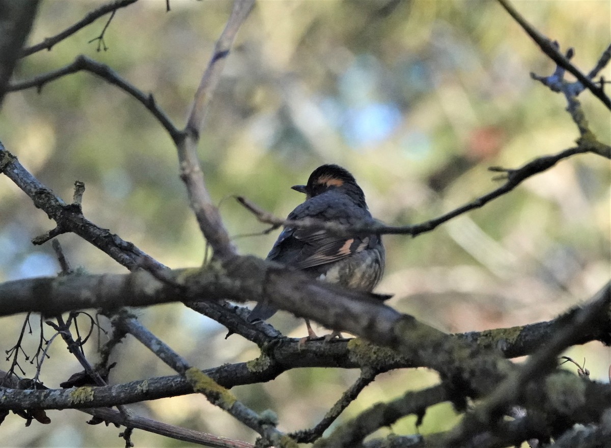 Varied Thrush - ML529954981