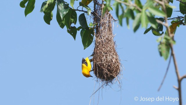 Yellow Oriole - ML529955751