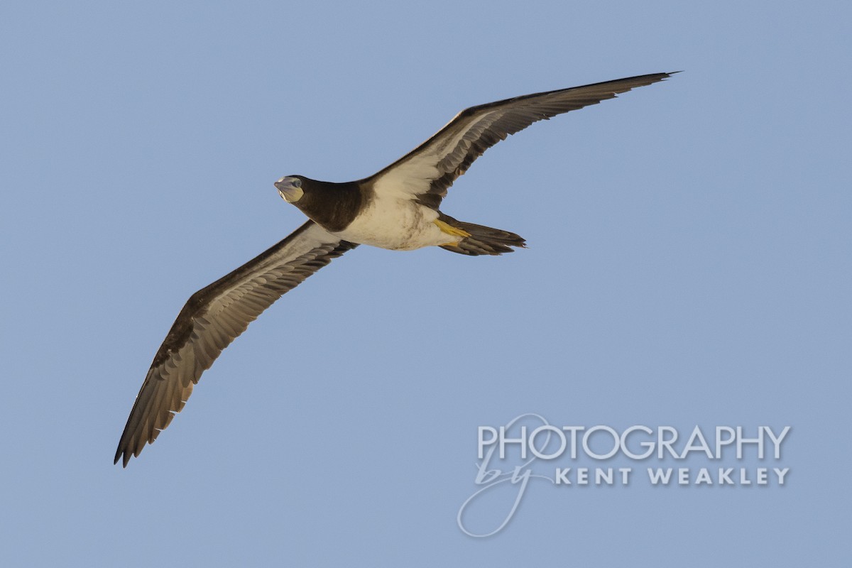 Brown Booby - ML529955951